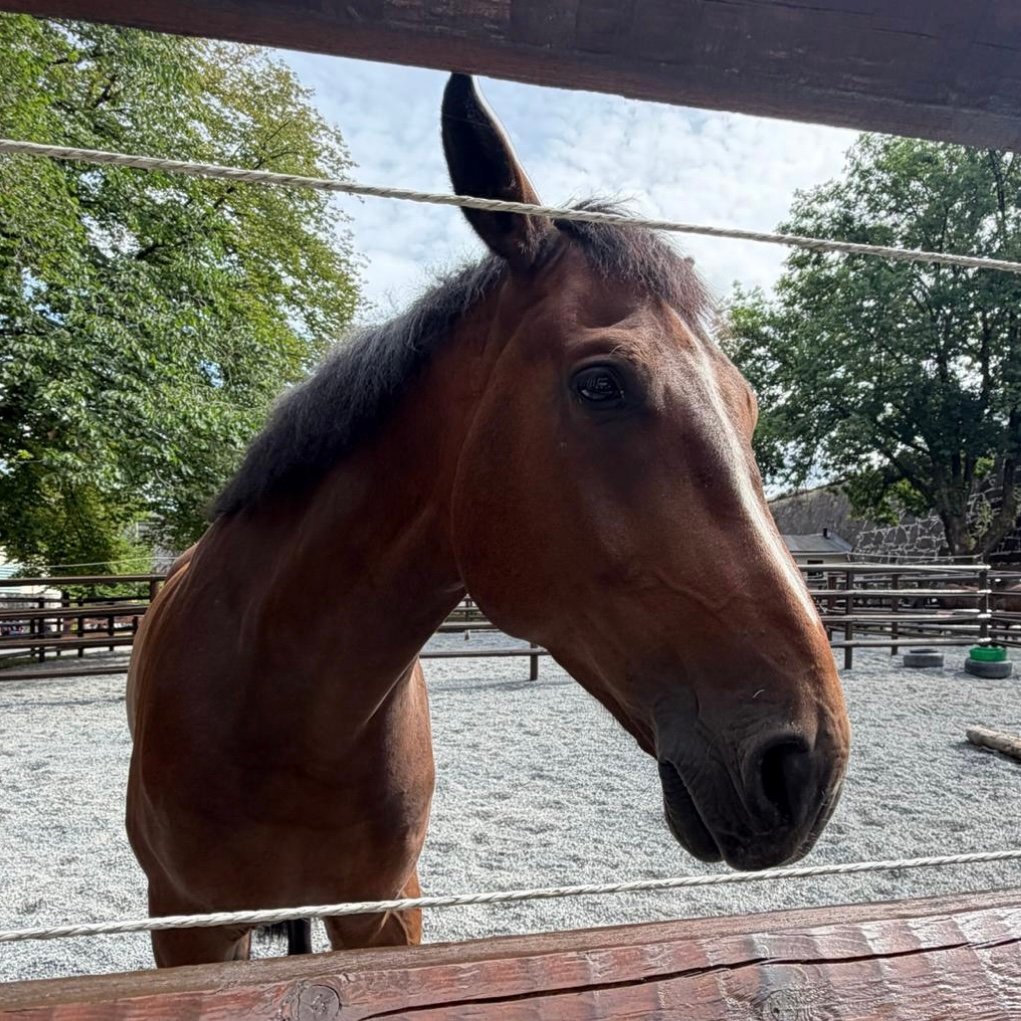 A brown horse looking toward the camera